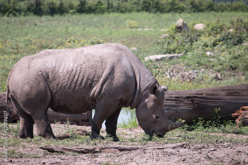 Black Rhino photo