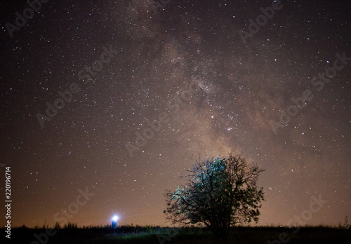 milky way at night and green fir tree