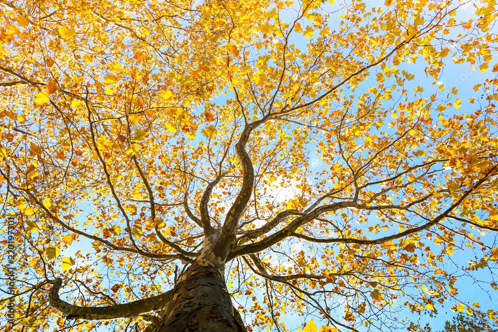 maple leaves tree maple leaves tree