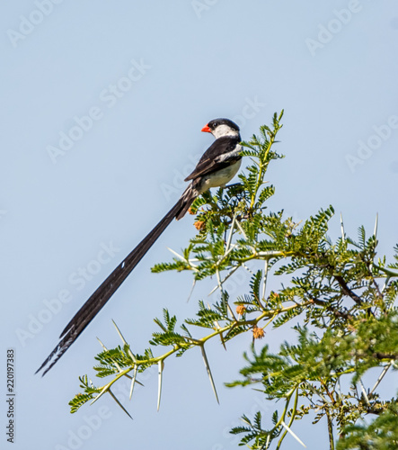 Pin-tailed Whydah photo