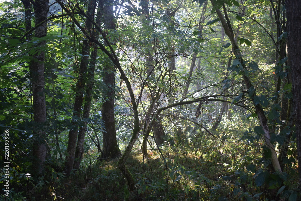 Obraz premium Atmosphärische Landschaftsaufnahme des Bayerischen Waldes 