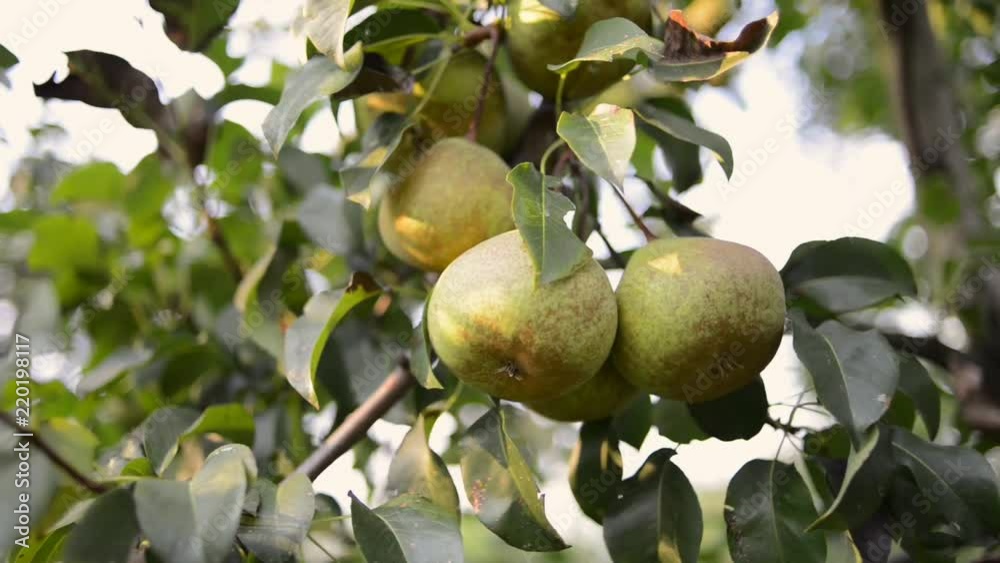 hand picking few pear fruits from tree branch by summer evening hand picking few pear fruits from tree branch by summer evening