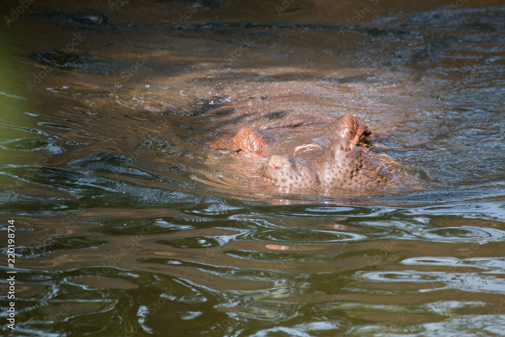 Fototapeta premium Going down