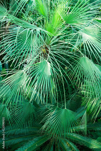 Tropical plants   background