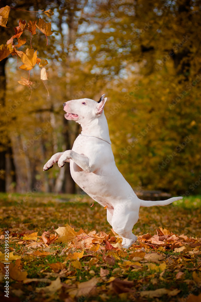 Bull hot sale terrier jumping