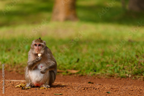 Startled monkey caught eating by the roadside