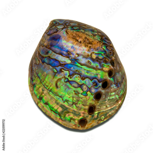 Abalone shell isolated on white background