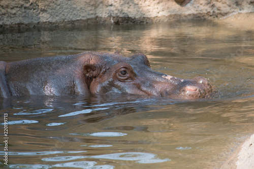 Hippo curious