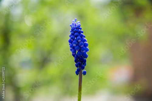 Blue spring flowers bells