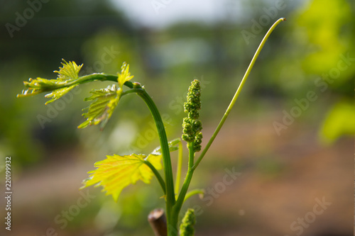 Young shoots of grapes