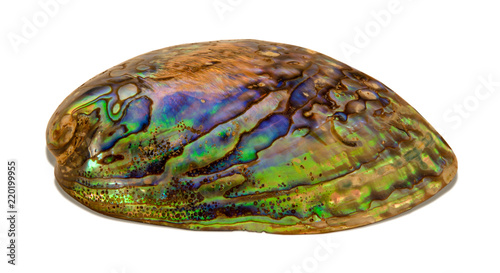 Multi-color abalone shell isolated on white background