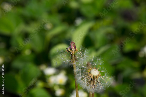 blooming of a dandelion