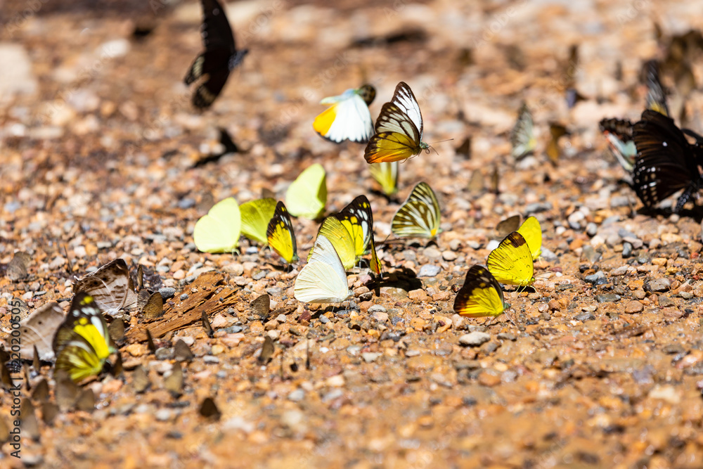 Ταπετσαρία Group of butterflies puddling on the ground and flying in nature,(Ban Krang),Kae