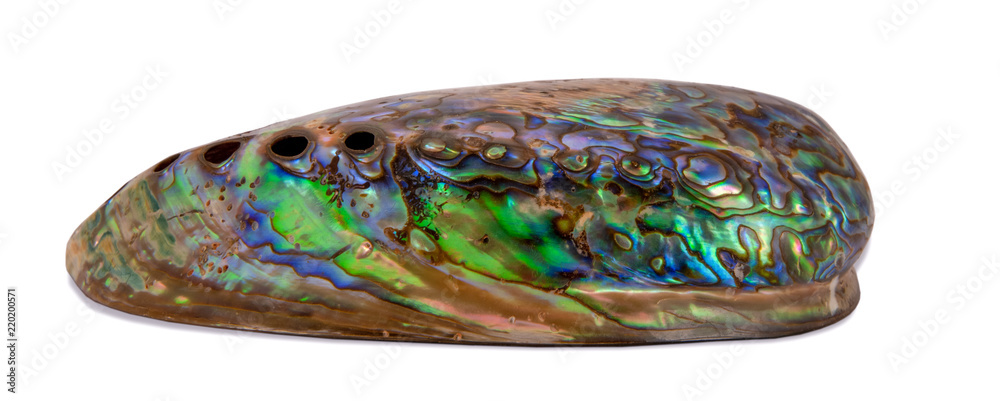 Abalone shell side view, isolated on white background Abalone shell side view, isolated on white background