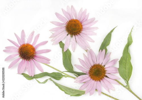 Echinacea flowers isolated on white, top view.