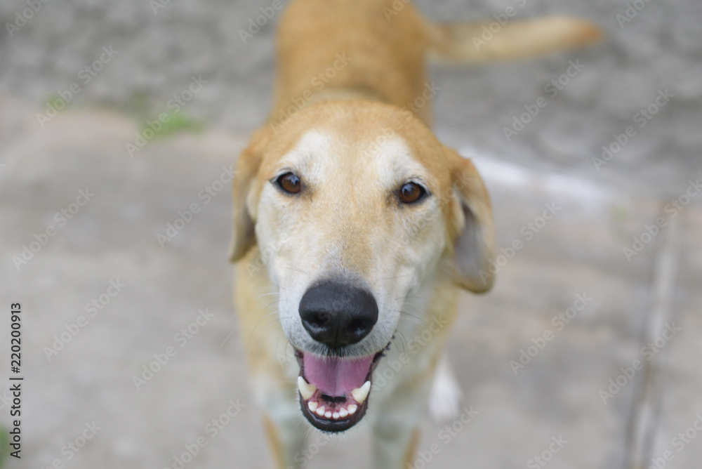 Russian hound dog smiles