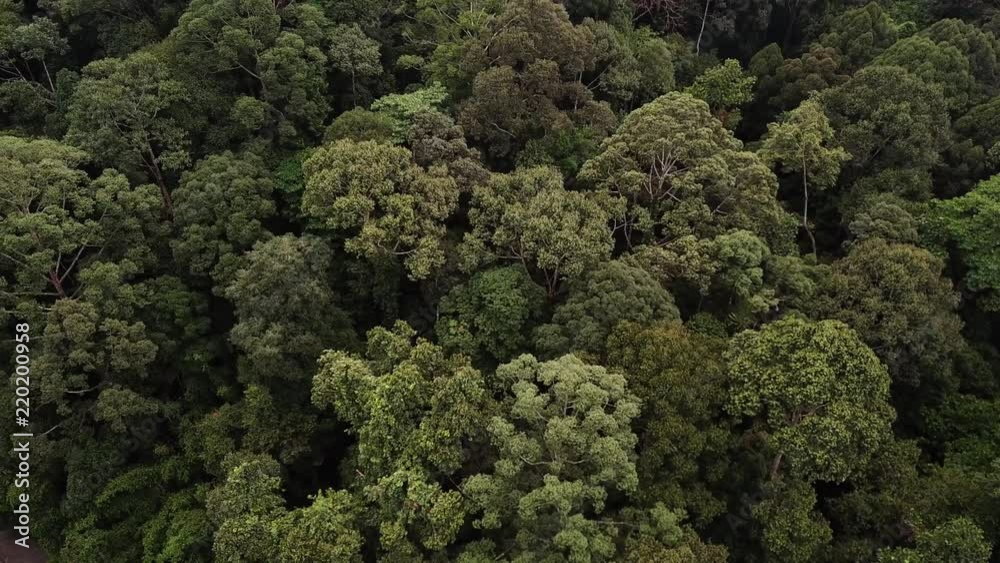 rainforest aerial view from above rainforest aerial view from above