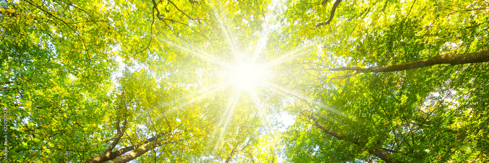 Fototapeta premium Las liściasty wiosną z promieniami słońca