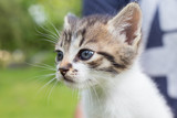 Young man is holding a small kitten in his hands. Adorable kitty outdoors for the first time. Cute pet face closeup