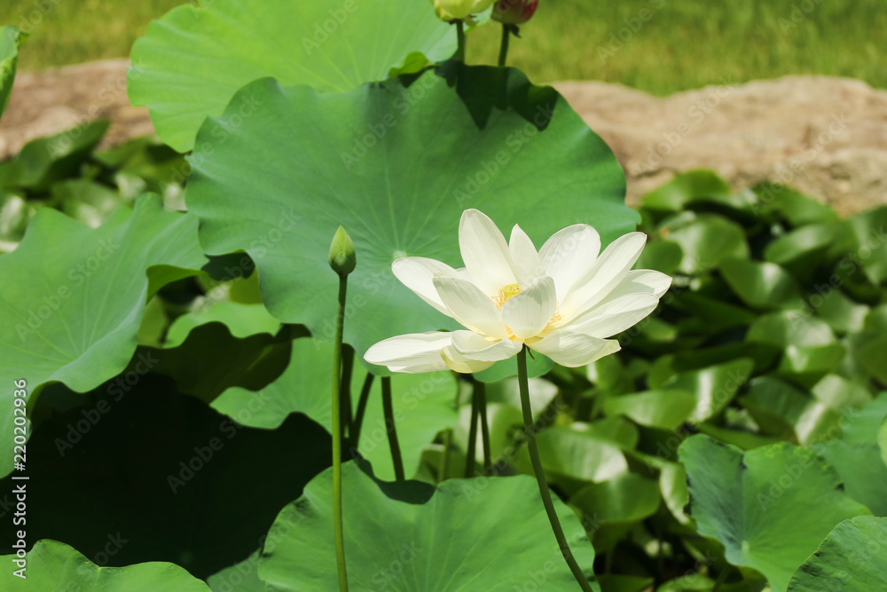 Beautiful lotus in the pond