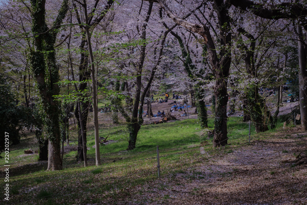 Naklejka premium 桜