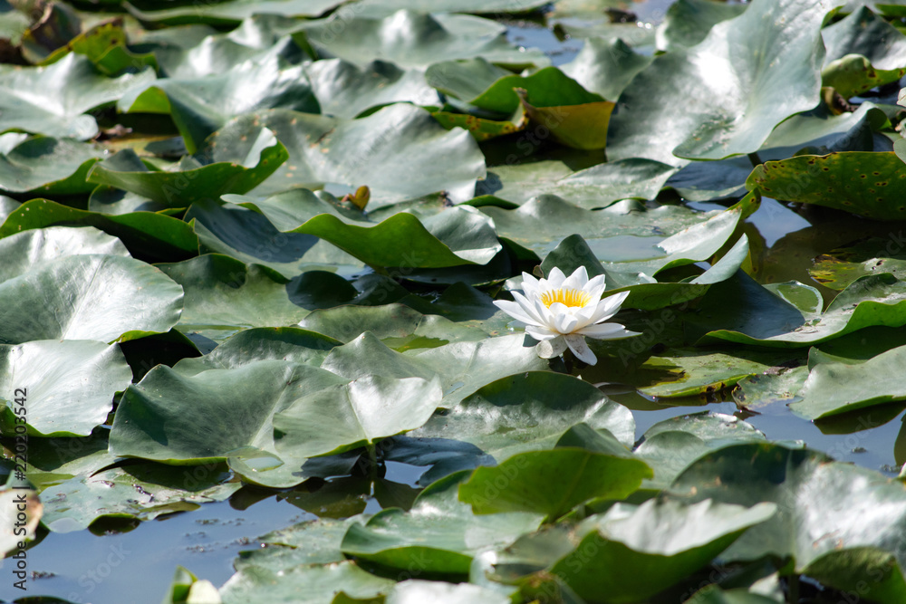 Water lily in a village pond