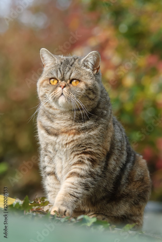 Foto Exotic Shorthair cat sitting in an autumnal garden