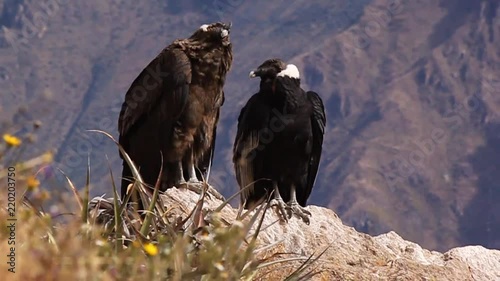 pair of Andean condors(Vultur gryphus) sitting on a rock, Colca, Peru