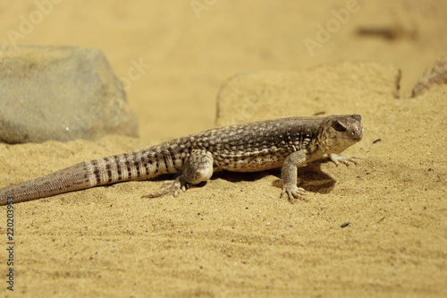 A very small Dipsosaurus dorsalis standing on hot sand in USA