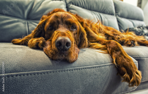 Obraz na płótnie dog sleeps on a sofa w salonie