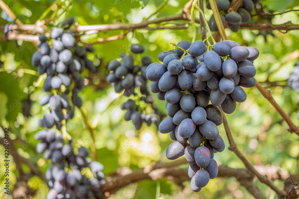 bunch of grapes on the vine, cultivation of vineyard winemaking viticulture