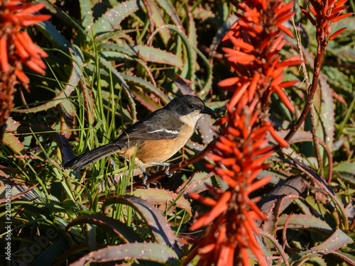 Southern Boubou