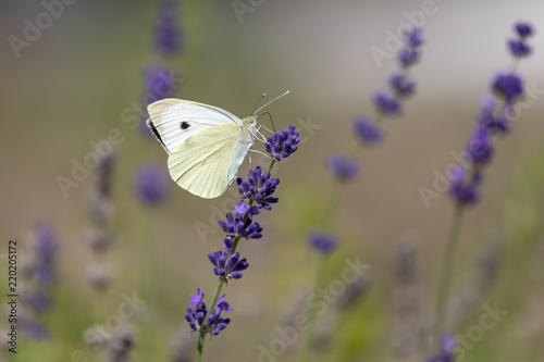 Schmetterling auf Nektarsuche an Lavendel