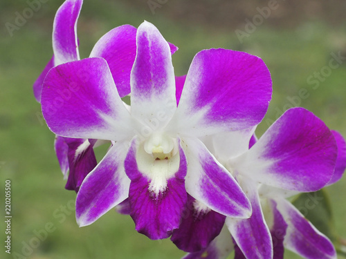 Purple Wild orchid