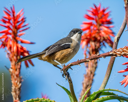 Southern Boubou photo