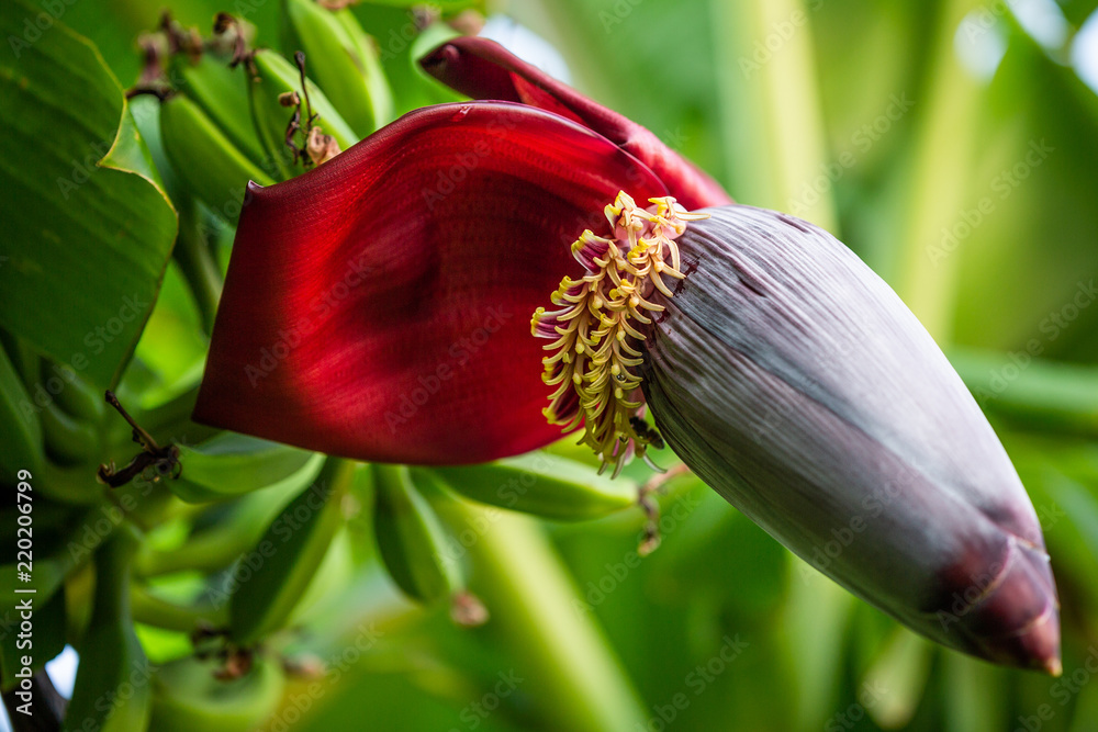 Fototapeta premium A flower of a banana. Banana tree