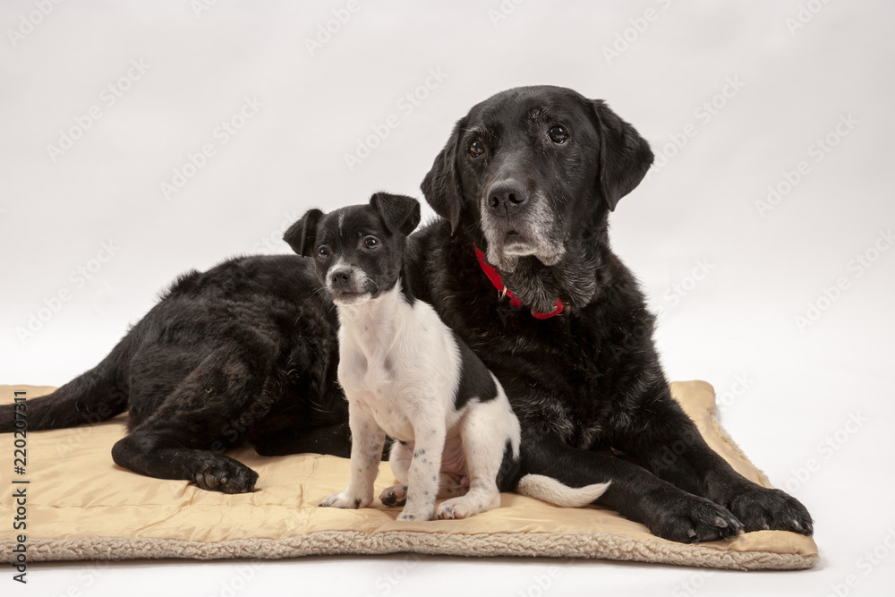 Ταπετσαρία An elderly black labrador bitch and her new 3 month old Jack Russell cross puppy