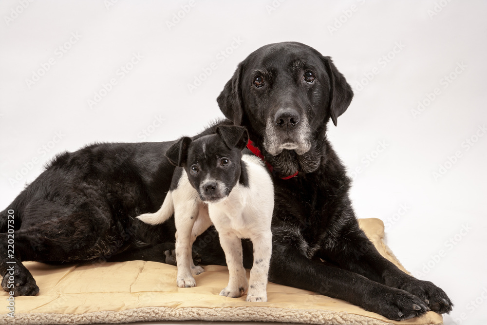 An elderly black labrador bitch and her new 3 month old Jack Russell cross puppy friend watch alertly for instruction while they pose on a white seamless background in the studio An elderly black labrador bitch and her new 3 month old Jack Russell cross puppy friend watch alertly for instruction while they pose on a white seamless background in the studio