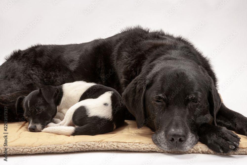 An elderly black labrador bitch and her new 3 month old Jack Russell cross puppy friend settle down for a rest after posing for photos on a white seamless background in the studio