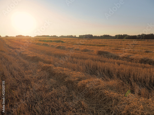 Ripe ears of wheat and bright colorful sunset