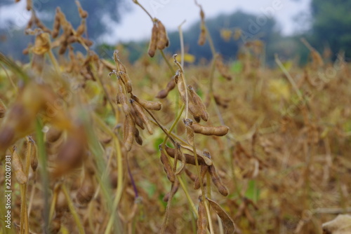 shoots of ripe soybean on the field © kunetsSCG