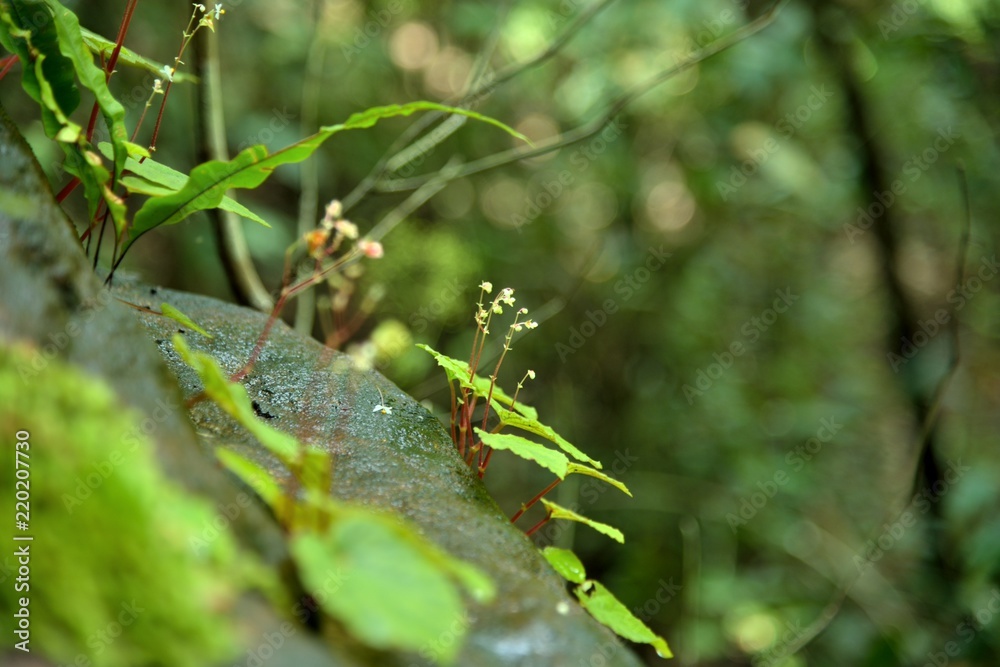beautiful small flowers in nature on forest background. beautiful small flowers in nature on forest background.