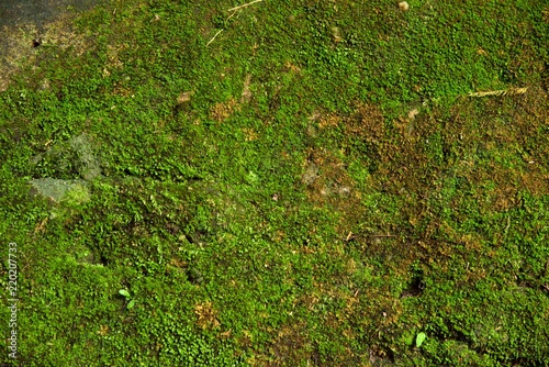 green moss texture in nature