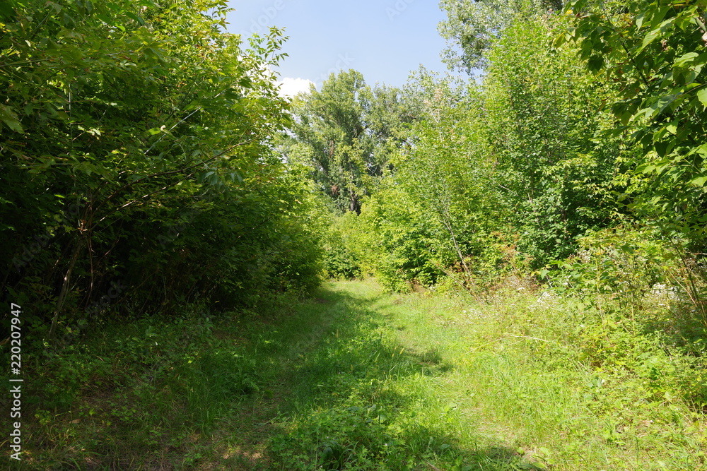 green tunnel from plants in the forest