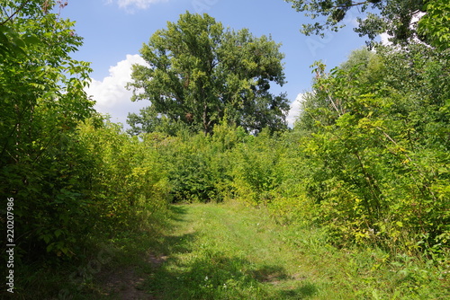 green tunnel from plants in the forest