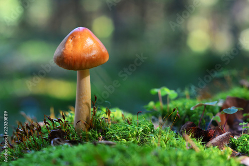 Amanita fulva mushroom photo