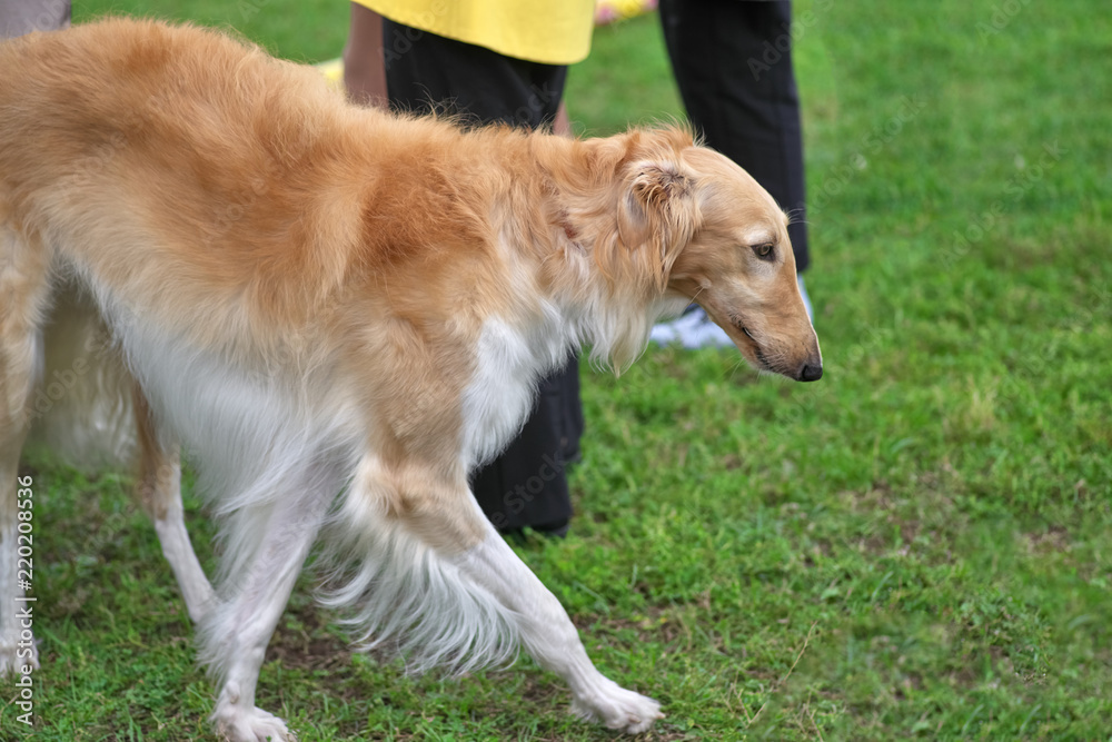 Greyhounds, a breed of thin dogs with long legs close-up Greyhounds, a breed of thin dogs with long legs close-up