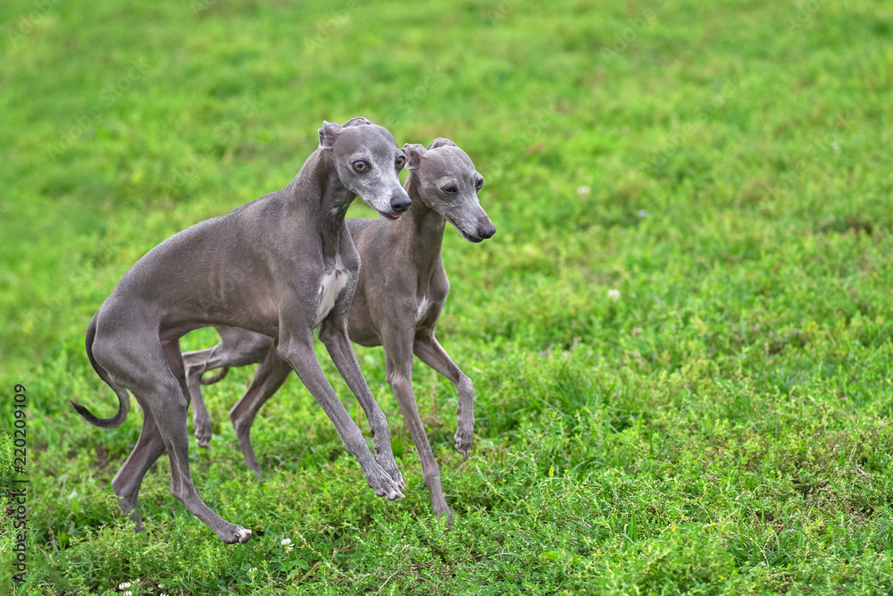 Two gray Leverette dog running alongside on the green grass close-up