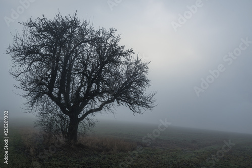 Alone tree in the December cold mist