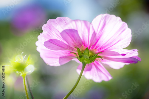 Cosmos psychedelic flower